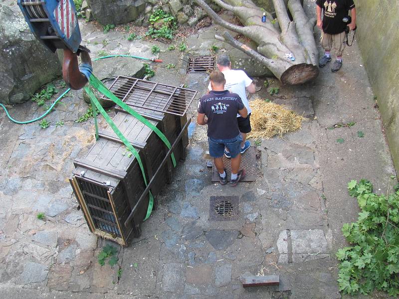 Dvouletá medvíďata se po příjezdu z olomoucké zoo zabydlují na krumlovském zámku.