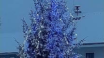 Vánoční strom v Horním Dvořišti.