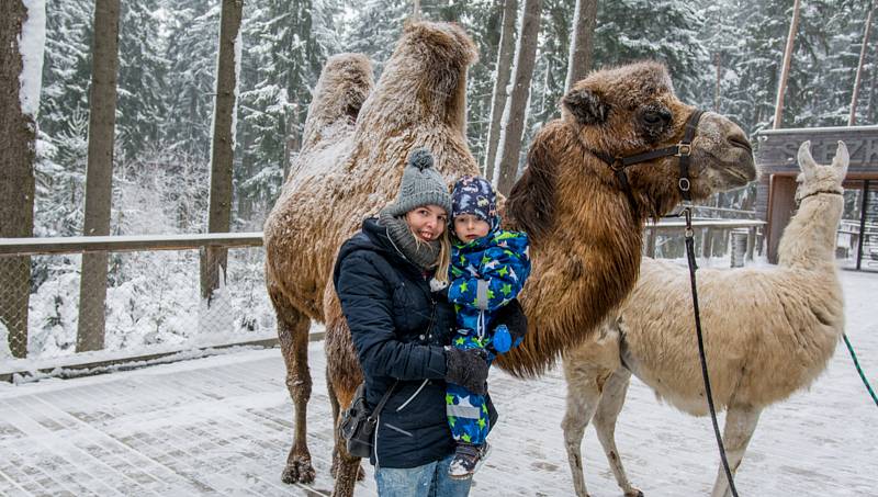 Velbloud Šajtan a lama Otík se producírovali ve sněhu na Lipně.