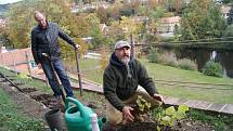 Slavnostní sázení vinné révy na terase zahradního domku - ateliéru Egona Schieleho.