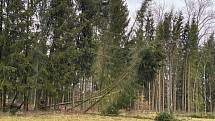 Popadané stromy ve Velešíně. Stromy tam spadly také na elektrické vedení u čistírny opdadních vod, která je bez proudu.