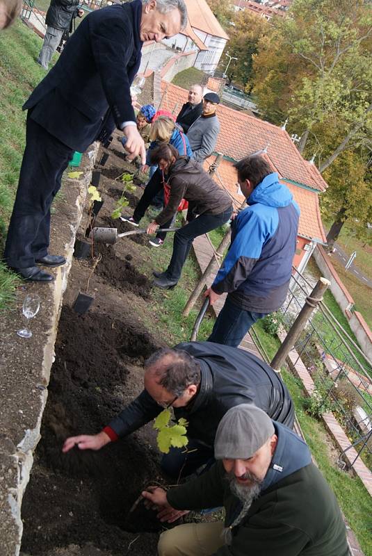 Slavnostní sázení vinné révy na terase zahradního domku - ateliéru Egona Schieleho.