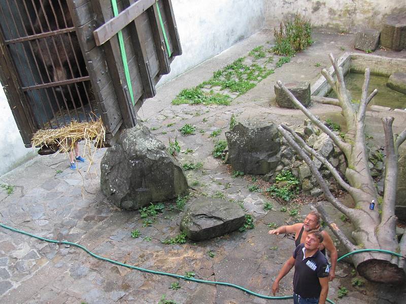 Dvouletá medvíďata se po příjezdu z olomoucké zoo zabydlují na krumlovském zámku.