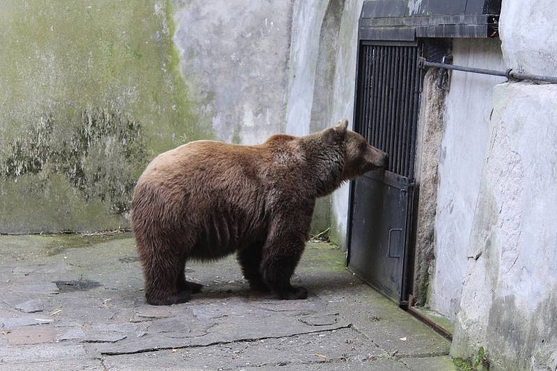 Na medvíďata se přijel podívat ministr životního prostředí Richard Brabec, ředitel ZOO Olomouc Radomír Habáň i dlouholetý medvědářův kamarád Václav Chaloupek.