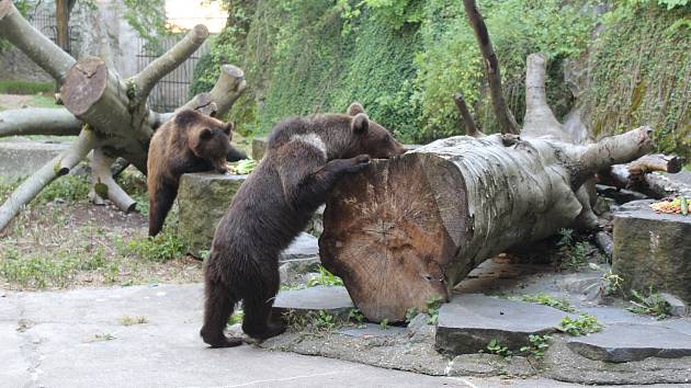 Na medvíďata se přijel podívat ministr životního prostředí Richard Brabec, ředitel ZOO Olomouc Radomír Habáň i dlouholetý medvědářův kamarád Václav Chaloupek.