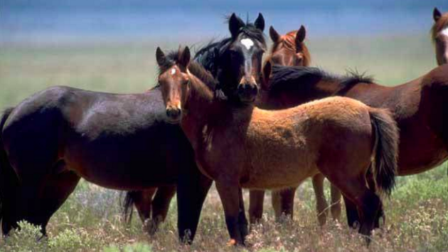 Mustangové jsou potomci zdivočelých koní španělských kolonistů Ameriky. Ilustrační foto.
