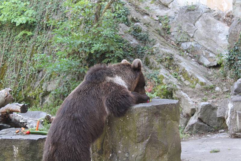 Na medvíďata se přijel podívat ministr životního prostředí Richard Brabec, ředitel ZOO Olomouc Radomír Habáň i dlouholetý medvědářův kamarád Václav Chaloupek.