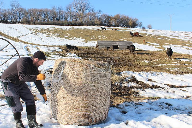 Farmář Milan Šusta junior dává kravám na pastvině v Mýtě balík sena.