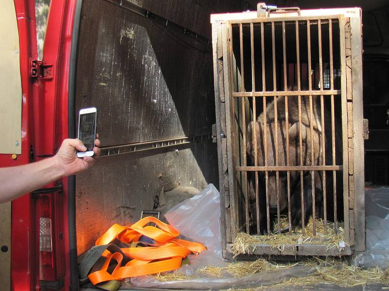 Dvouletá medvíďata se po příjezdu z olomoucké zoo zabydlují na krumlovském zámku.