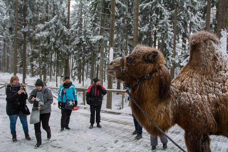 Velbloud Šajtan a lama Otík se producírovali ve sněhu na Lipně.