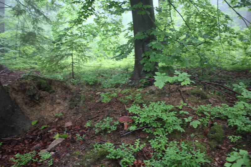 Ivan Janota vyrazil na obhlídku svých míst na svazích Bulového na Českokrumlovsku. Sezóna hřibů začíná.