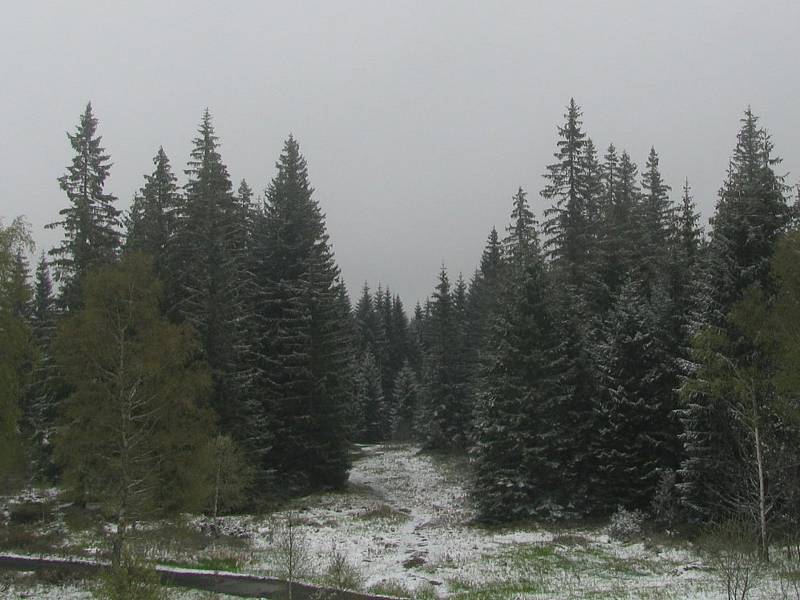 Poprašek ráno ležel i na Bučině, Horské Kvildě a Churáňově (na snímku).