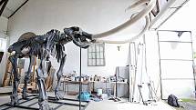Model kostry pravěkého mamuta připravoval pro hlubockou ZOO sochařský tým Zdeňka Chmelaře od ledna do června 2018.