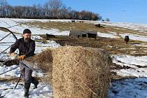 Farmář Milan Šusta junior dává kravám na pastvině v Mýtě balík sena.