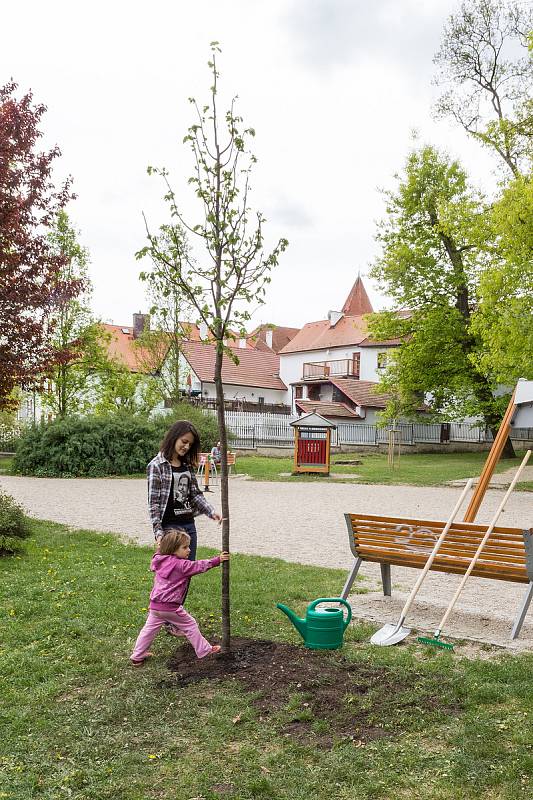 Slavnostní sázení Lípy Olgy Havlové v Českém Krumlově.