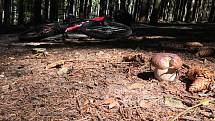 Několik desítek praváků nechal v lese houbař-cyklista v okolí rozcestí Pod Růžovým vrchem, některé si alespoň vyfotil.