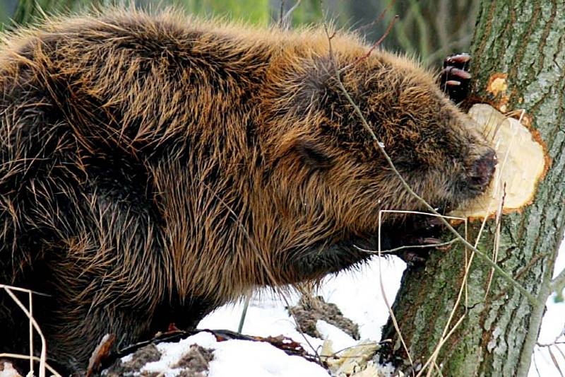 Na Vltavě u Lověšického mostu řádí bobři, pokáceli tam skoro dvacet stromů.