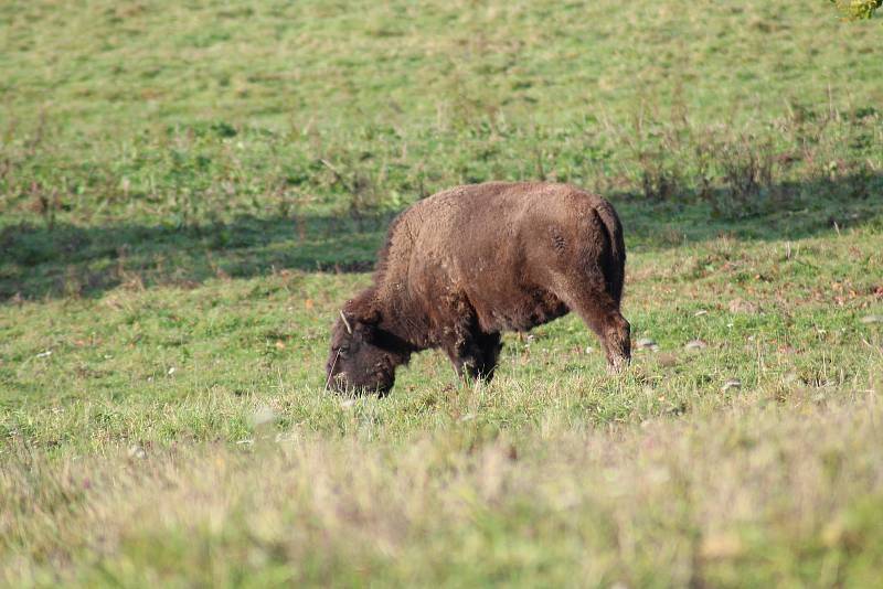 Na zhruba 35 kusů se do dnešních dnů rozrostlo stádo bizona marického v oboře u Lachovic na Vyšebrodsku. Pohovořil o něm Roman Urbanec z Agrowaldu Rožmberk.