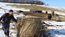 Farmář Milan Šusta junior dává kravám na pastvině v Mýtě balík sena.