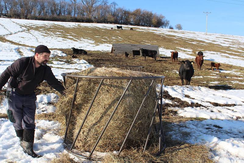 Farmář Milan Šusta junior dává kravám na pastvině v Mýtě balík sena.