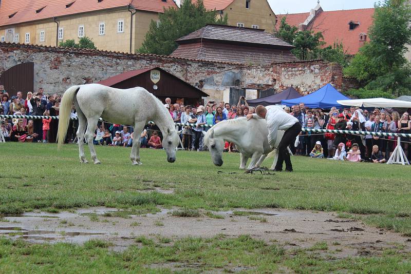 Drezúrní vystoupení s koňmi v Pivovarské zahradě v rámci slavností růže.