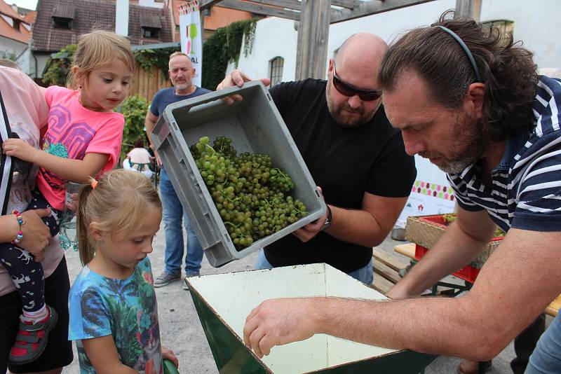 Vinobraní na Tramíně tradičními a ekologickými postupy.