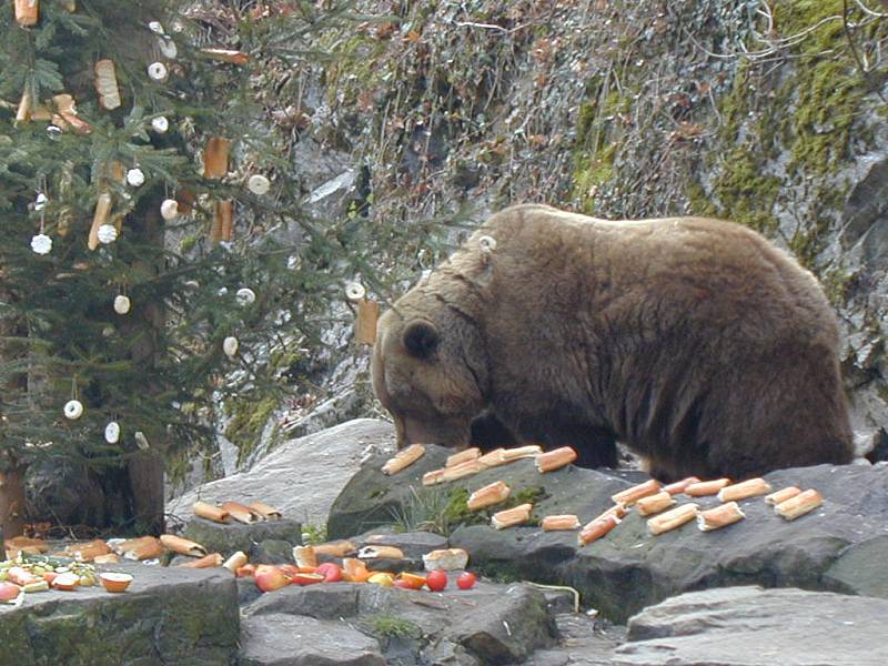 Opravdové hody připravují medvědům každý rok Vánoce.