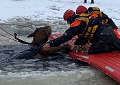 Kobylka Zoja se propadla do Lipna kilometr od břehu. Zachránili ji vodní záchranáři společně s hasiči a mnoha dobrovolníky.