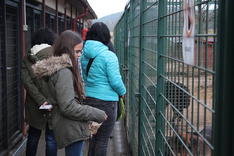 Psí Vánoce v českokrumlovském útulku pro opuštěná zvířata.