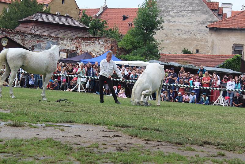 Drezúrní vystoupení s koňmi v Pivovarské zahradě v rámci slavností růže.