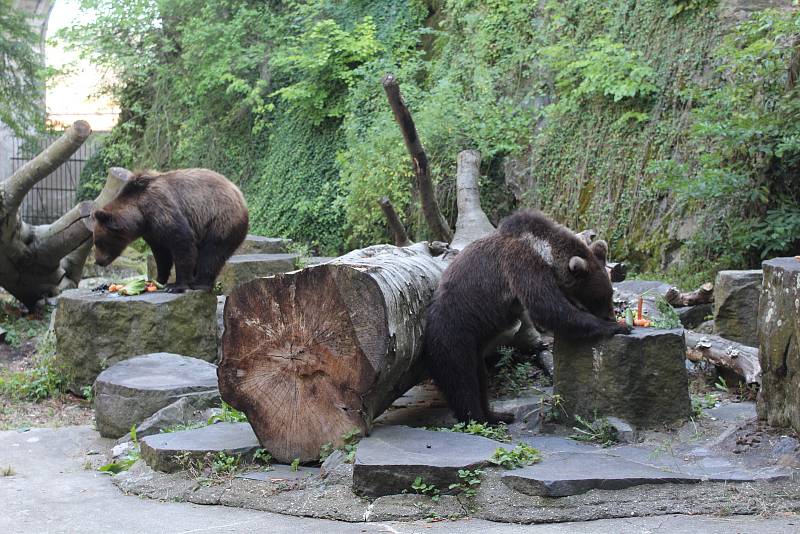 Na medvíďata se přijel podívat ministr životního prostředí Richard Brabec, ředitel ZOO Olomouc Radomír Habáň i dlouholetý medvědářův kamarád Václav Chaloupek.