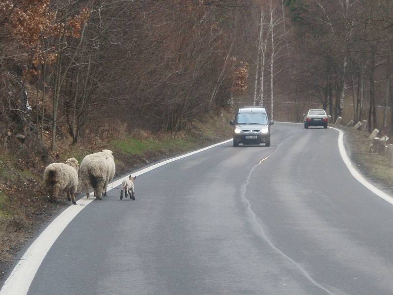 Někdy měli řidiči co dělat, aby zabránili srážce se zvířaty. Více než roční doba nestačila majiteli na postavení ohrady. Teď jej za to může potkat i konflikt se zákonem.