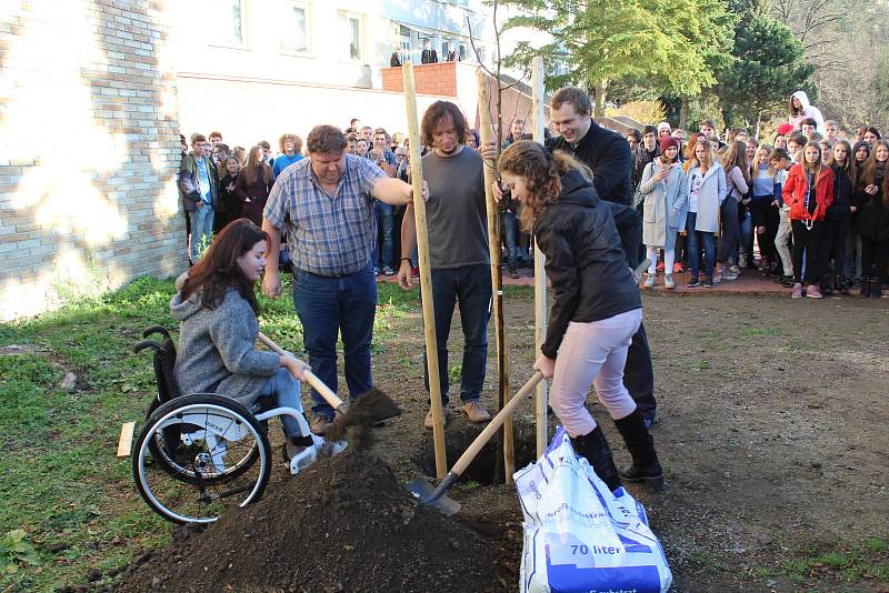 Studenti českokrumlovského gymnázia zasadili před školou lípu na památku 100. výročí zvolení prvního československého prezidenta.