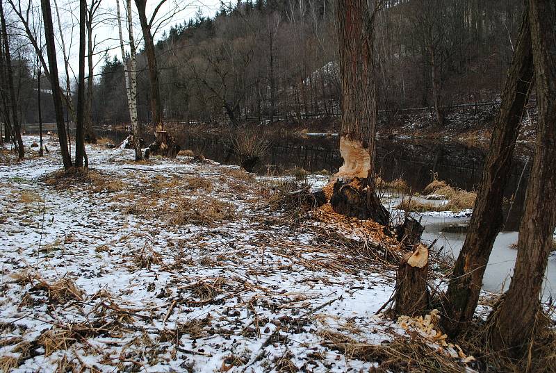 Bobr na Vltavě mezi Větřním a Papouščí skálou kácí jeden strom za druhým a výrazně tak prosvětluje břehové porosty.