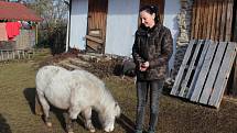 Zápach z chovu miniponíka Berušky na zahradě domu působí zdravotní problémy sousedovi.