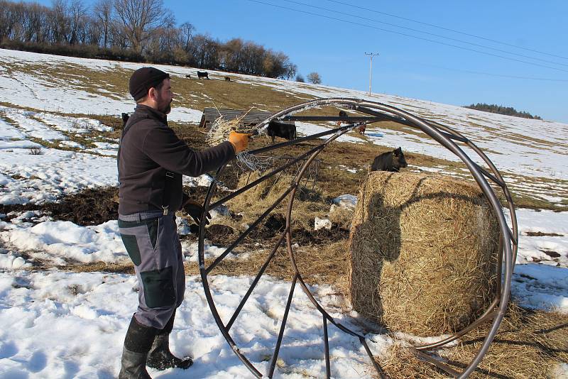 Farmář Milan Šusta junior dává kravám na pastvině v Mýtě balík sena.