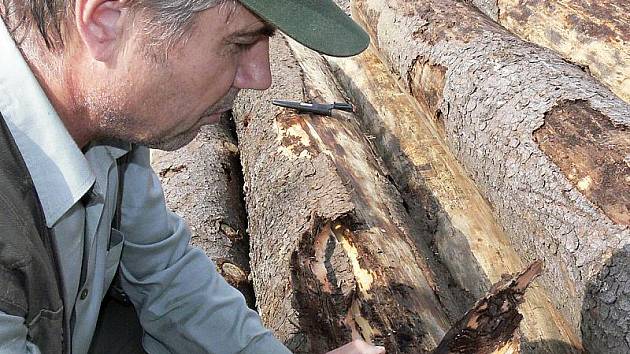 Množství kůrovcem napadeného smrkového dřeva je letos v některých částech regionu enormní. Jinde hlásí setrvalý stav.