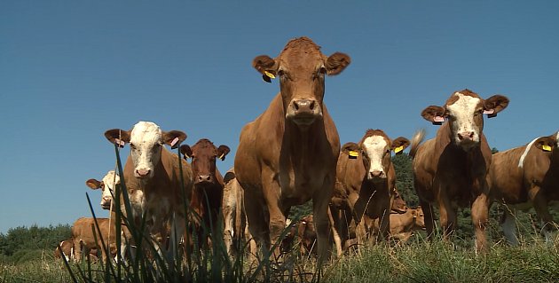 V současné době se na farmě chová v průměru 1300 až 1350 kusů dobytka, včetně telat a kolem 20 kusů kvalitních plemenných býků.