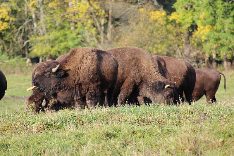 Na zhruba 35 kusů se do dnešních dnů rozrostlo stádo bizona marického v oboře u Lachovic na Vyšebrodsku. Pohovořil o něm Roman Urbanec z Agrowaldu Rožmberk.