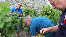 Vinobraní na Tramíně tradičními a ekologickými postupy.