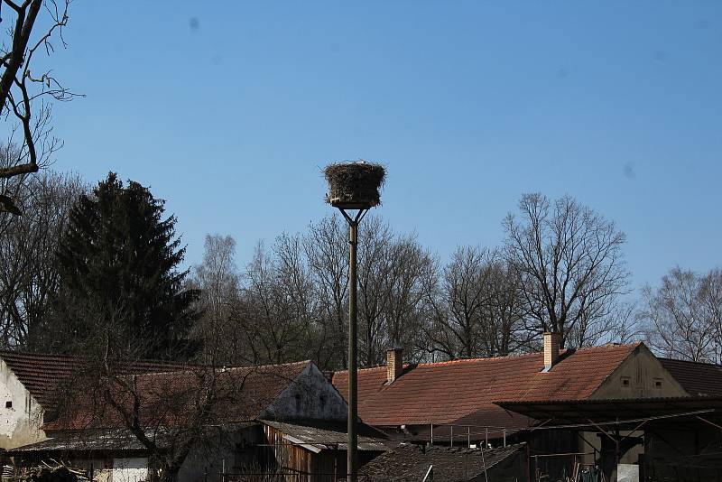 Čápi na hnízdech v Horním Třeboníně a Křemži a nové bydlení pro čápy v Chlumu.