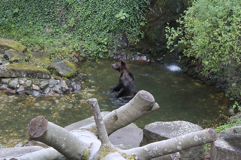 Na medvíďata se přijel podívat ministr životního prostředí Richard Brabec, ředitel ZOO Olomouc Radomír Habáň i dlouholetý medvědářův kamarád Václav Chaloupek.