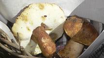 Tyto divné houby jsou podle odborníka hřib kaštanový, jedlý.