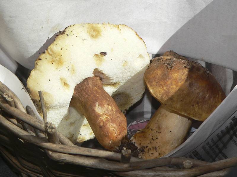 Tyto divné houby jsou podle odborníka hřib kaštanový, jedlý.