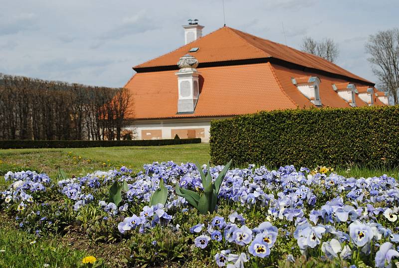 Zámecká zahrada v Českém Krumlově rozkvetla, rozzářily ji hlavně tulipány.