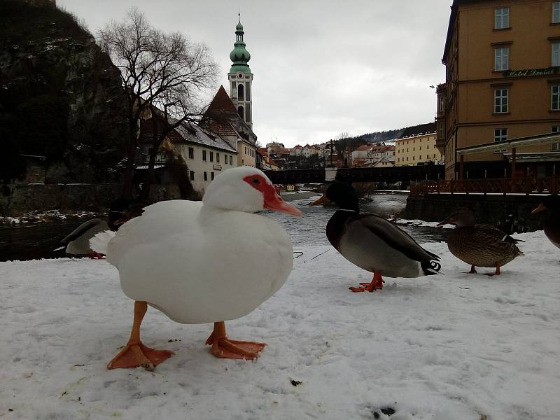 Na Ostrově v Českém Krumlově tráví čas s divokými kachnami pižmovka domácí.