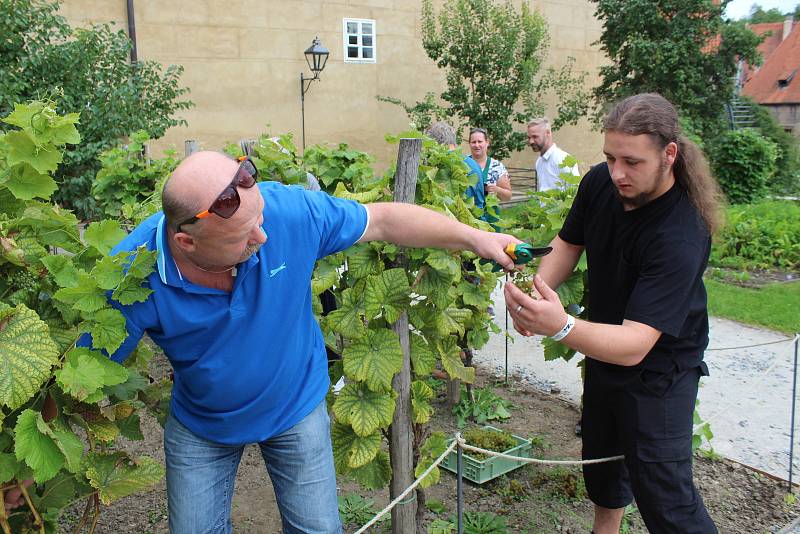 Vinobraní na Tramíně tradičními a ekologickými postupy.