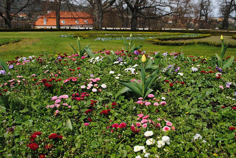 Zámecká zahrada v Českém Krumlově rozkvetla, rozzářily ji hlavně tulipány.