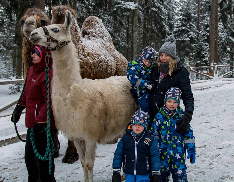 Velbloud Šajtan a lama Otík se producírovali ve sněhu na Lipně.