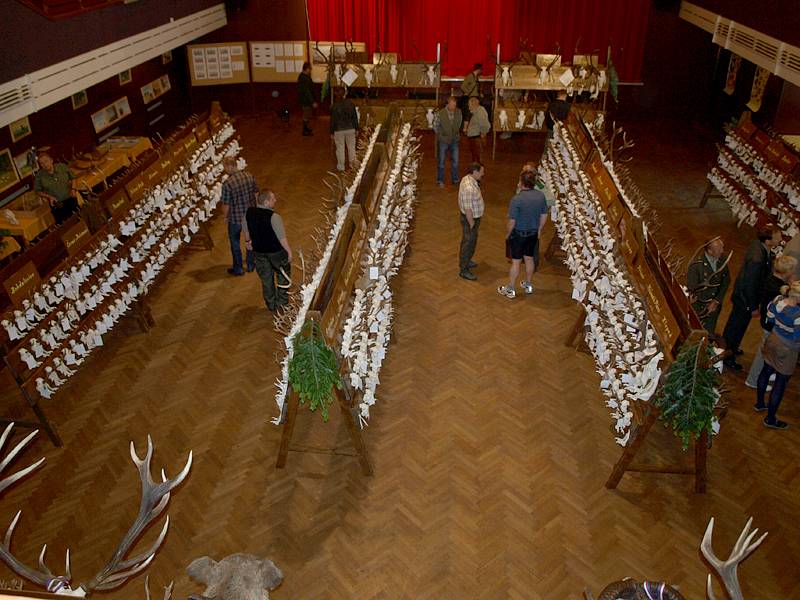 V kaplickém kulturním domě je k vidění přes tisíc trofejí zvěře ulovené v honitbách na Českokrumlovsku.